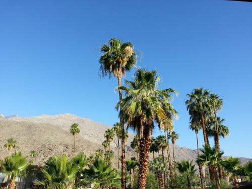 The view from my hotel room balcony, Palm Springs